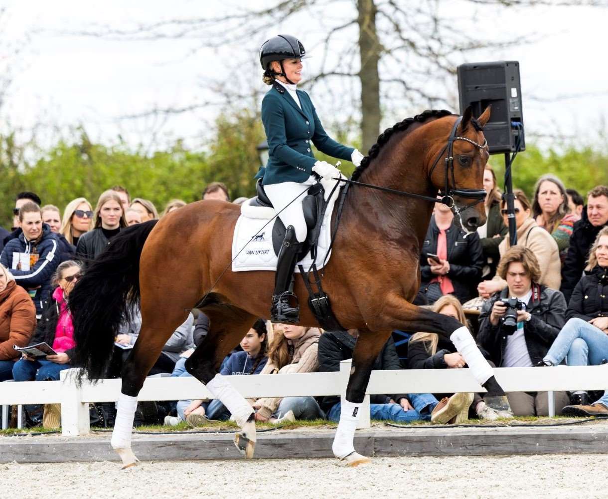 O'Toto Van De Wimphof Stallion